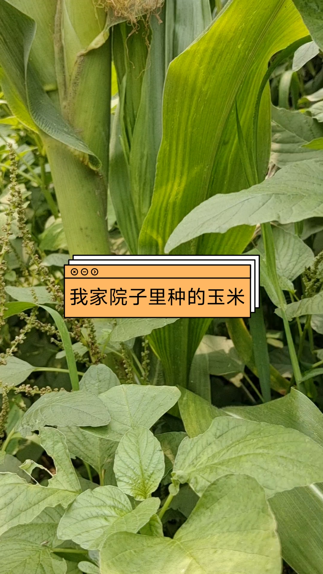 院子种玉米(院子种玉米最简单三个步骤)