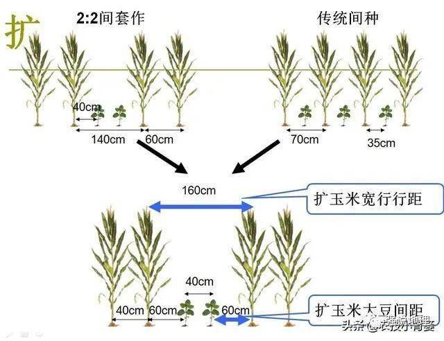 大豆玉米复合种植技术(大豆玉米复合种植技术要点2024年)
