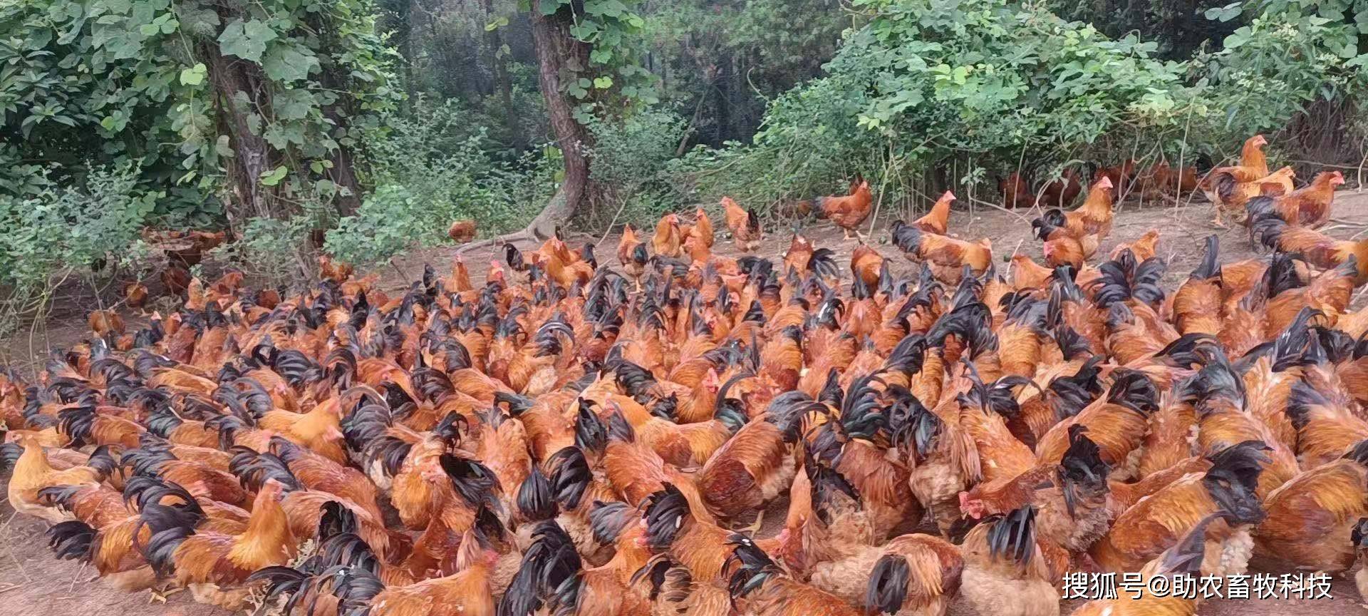 养殖网肉鸡(肉鸡养殖行情怎么样?)