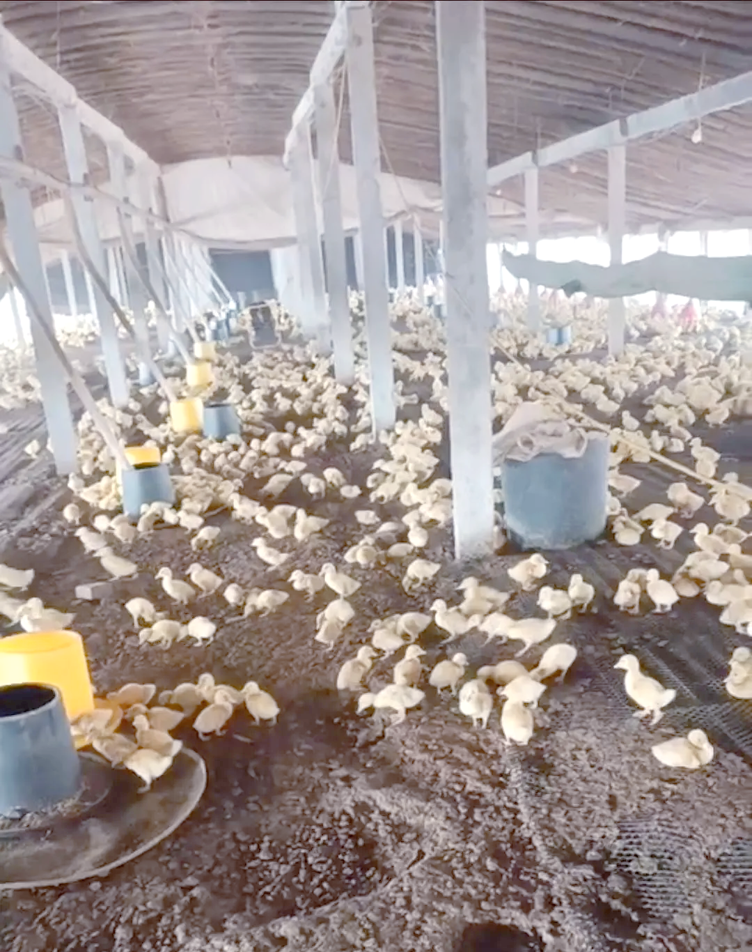 肉鸭养殖技术视频(肉鸭养殖技术视频教程)