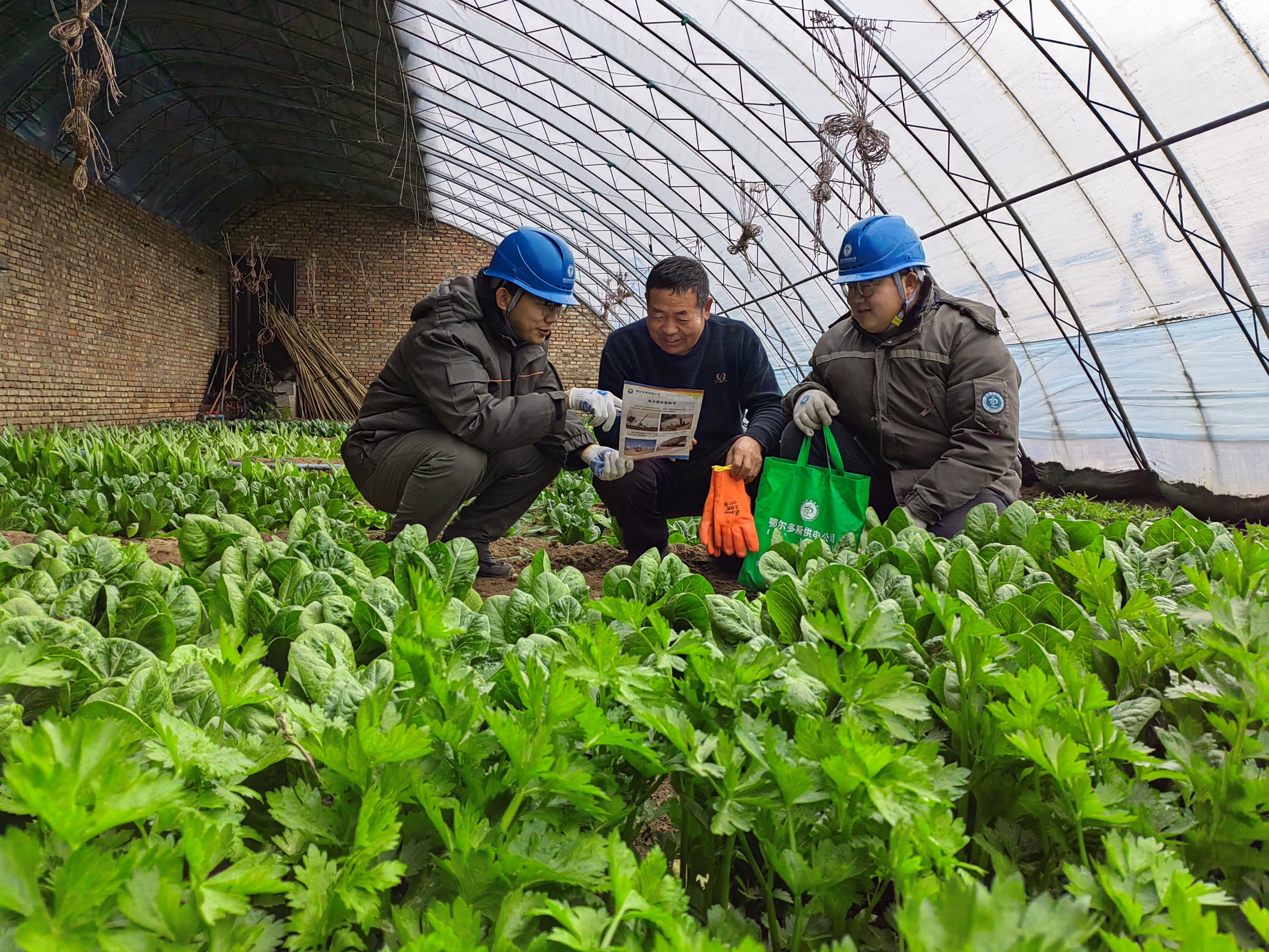 生产蔬菜大棚(生产蔬菜大棚的厂家)