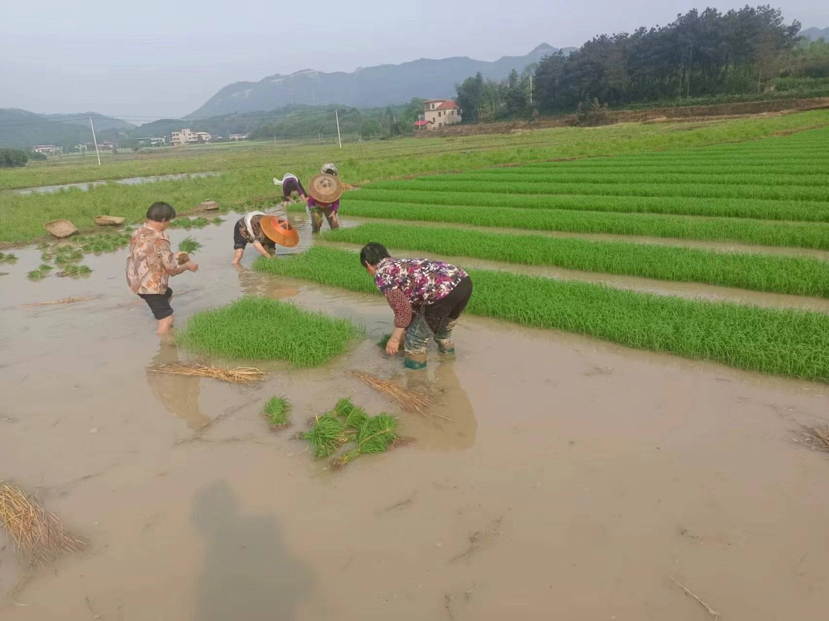 水田种植什么(水田种植什么最赚钱)