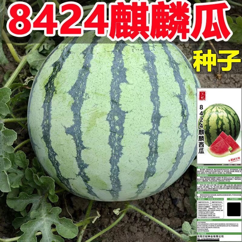 西瓜种子8424哪个品种好(西瓜种子8424哪个品种好些)
