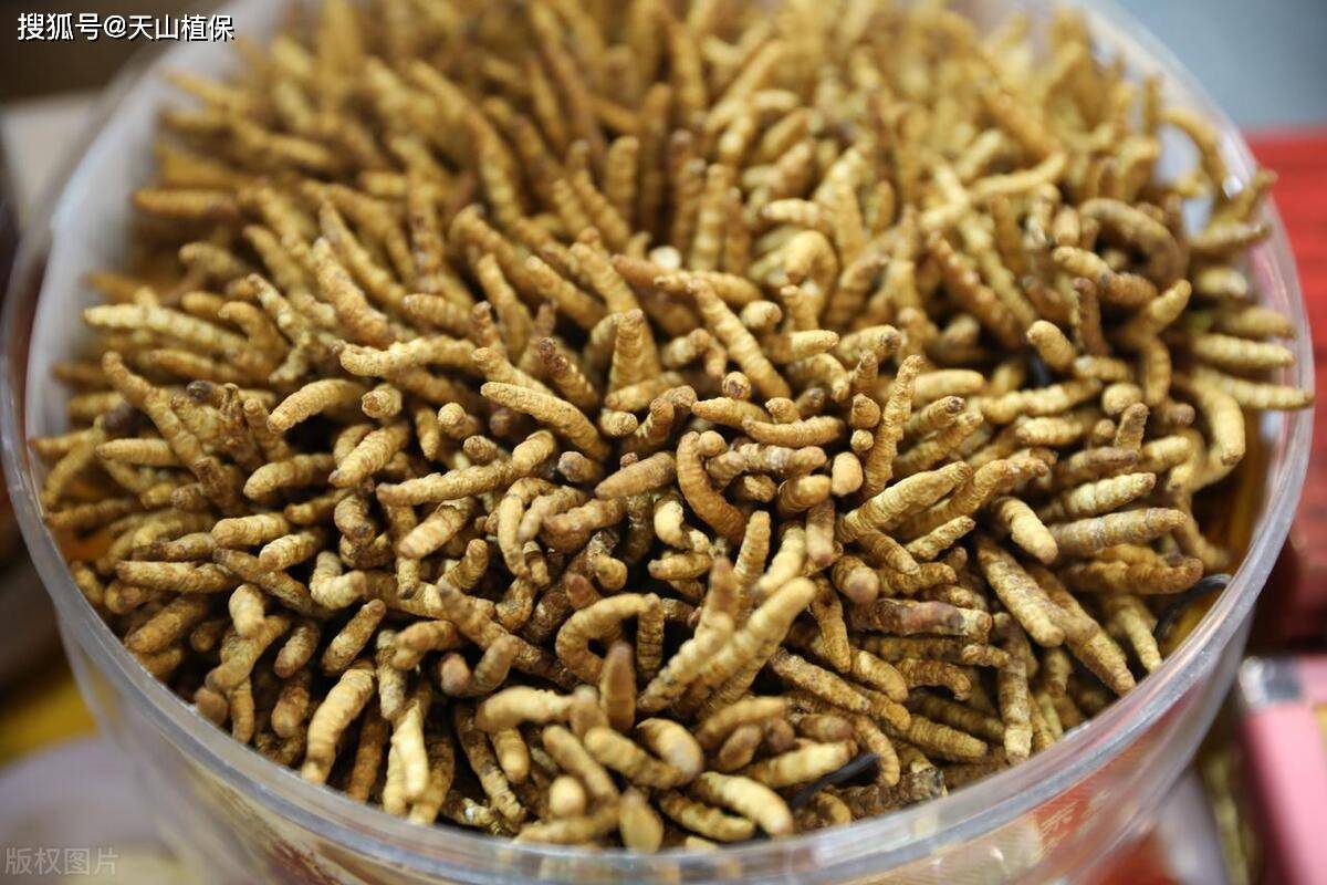 蛋白虫养殖技术与利润(蛋白虫养殖技术与利润有关吗)