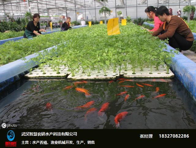 农泽旺水产养殖有限公司(湖北农泽旺生态农业科技有限公司)