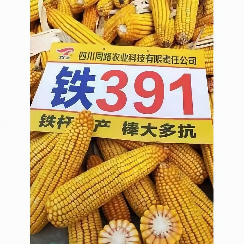 a33玉米种子介绍(3a308玉米种抗性怎么样)