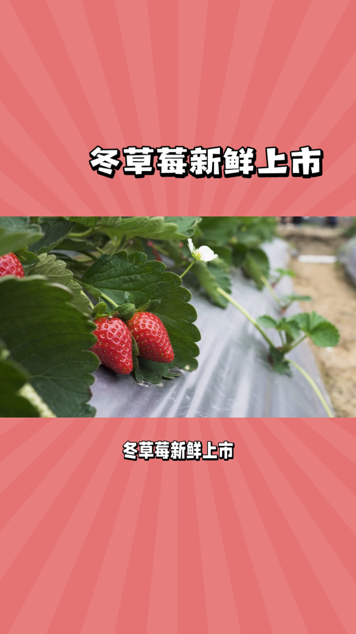 冬草莓几月份种植(冬季草莓的种植时间)