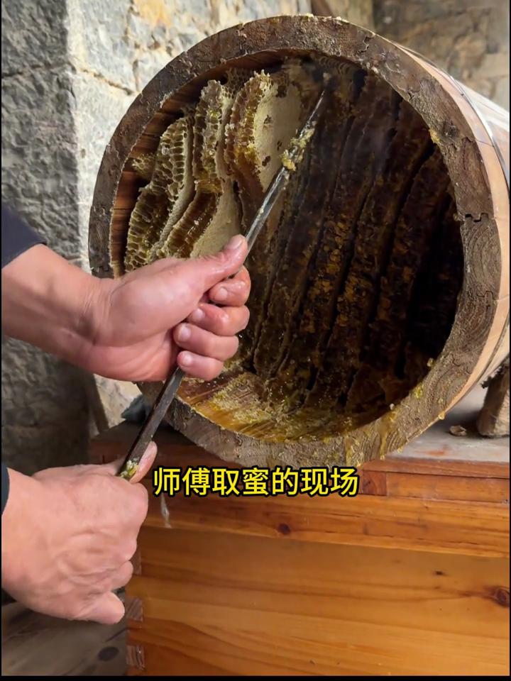蜜蜂养殖技术视频全集(蜜蜂养殖技术视频全集 工具)