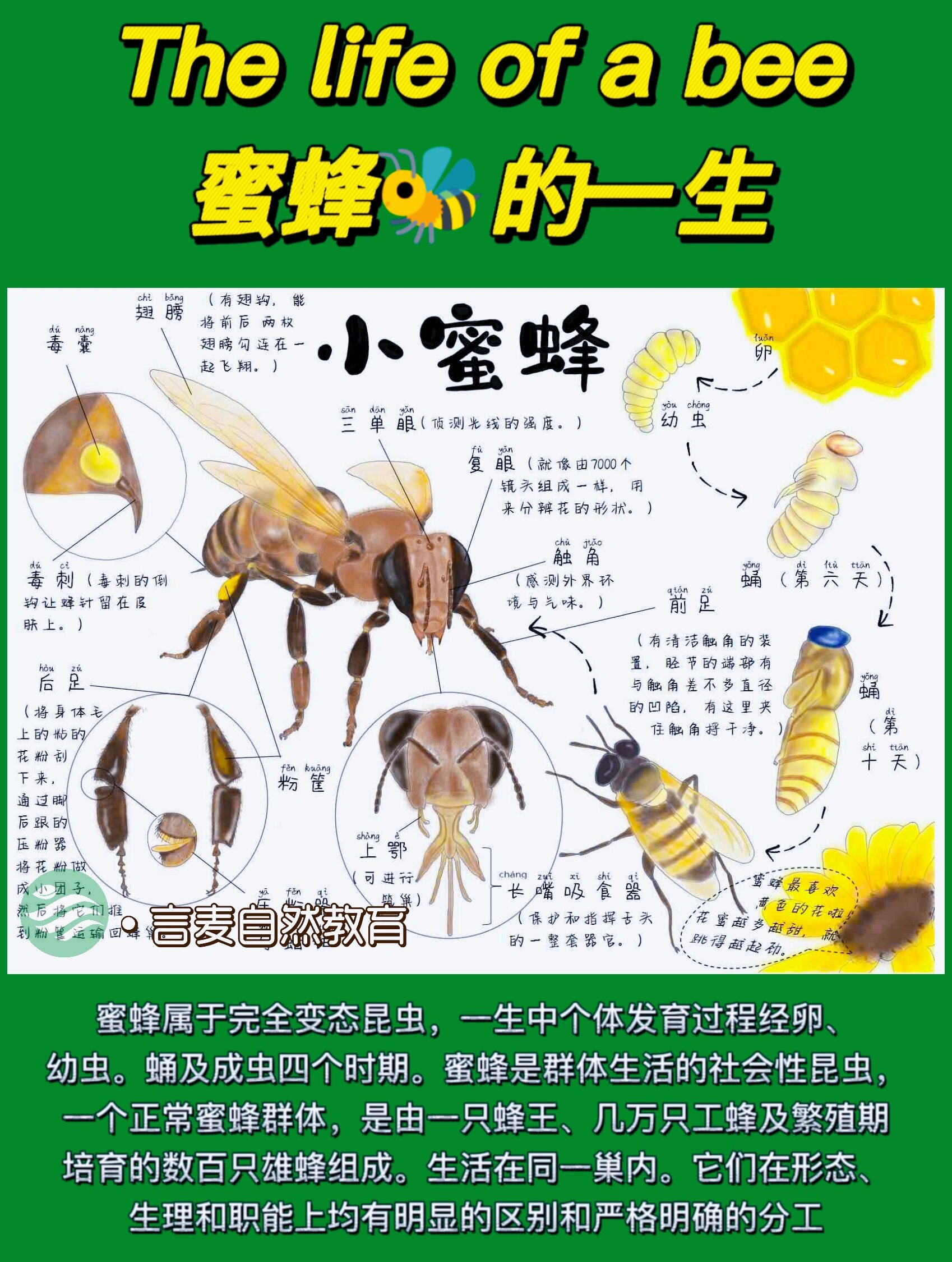 蜜蜂养殖技术视频全集(蜜蜂养殖技术视频全集 工具)