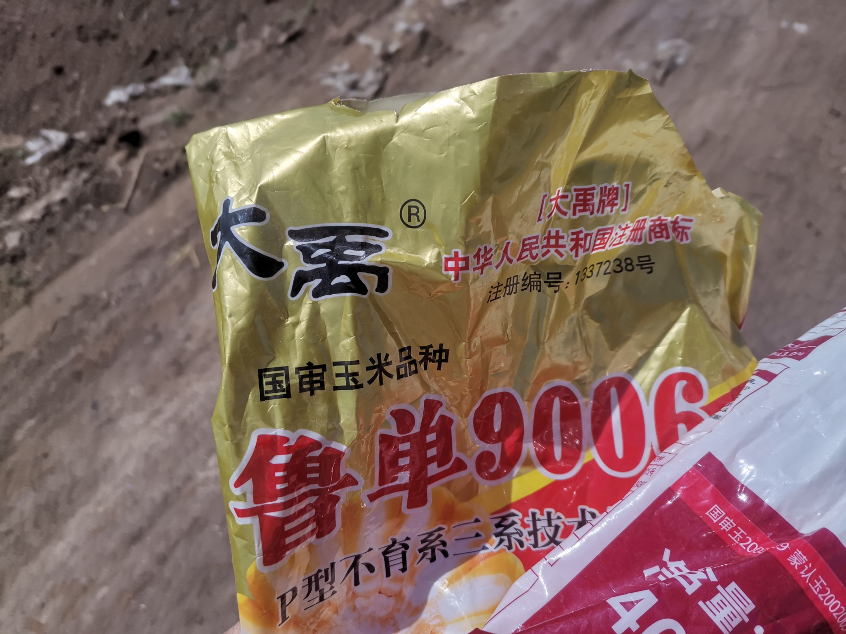 沃玉111玉米种简介(沃玉111玉米种简介在哪里卖的)