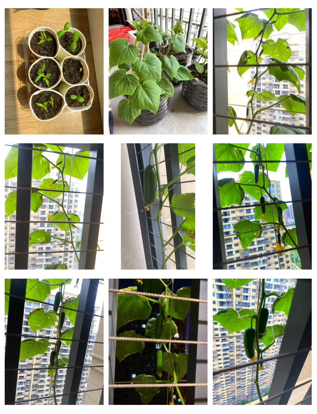 水果小黄瓜种植栽培管理技术(水果小黄瓜种植栽培管理技术视频)