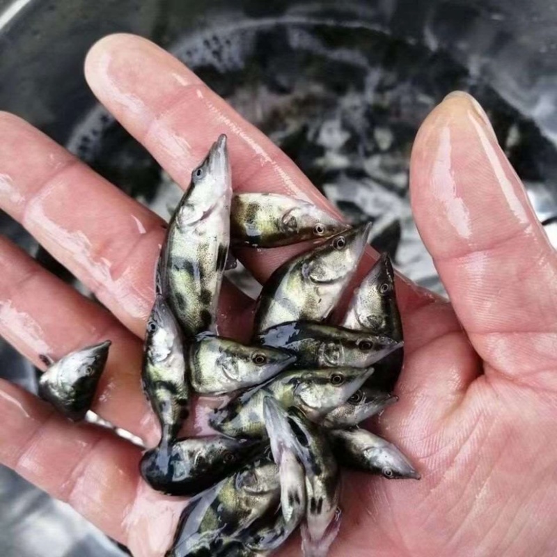 桂鱼养殖技术视频(桂鱼养殖技术视频致富经)