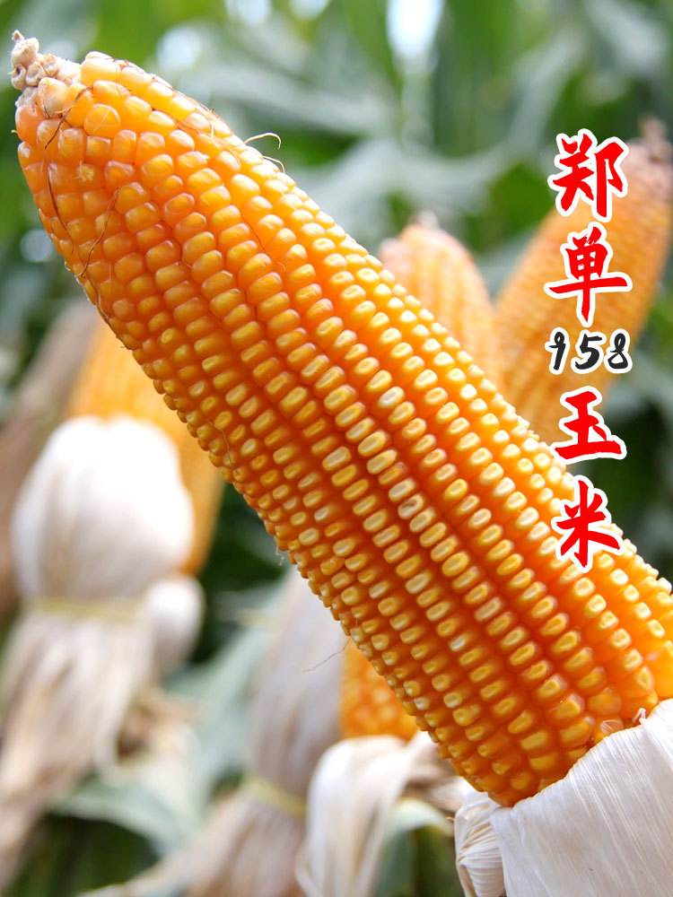惠民207玉米种子介绍(惠民207玉米种子介绍抗倒伏吗产量咋样)