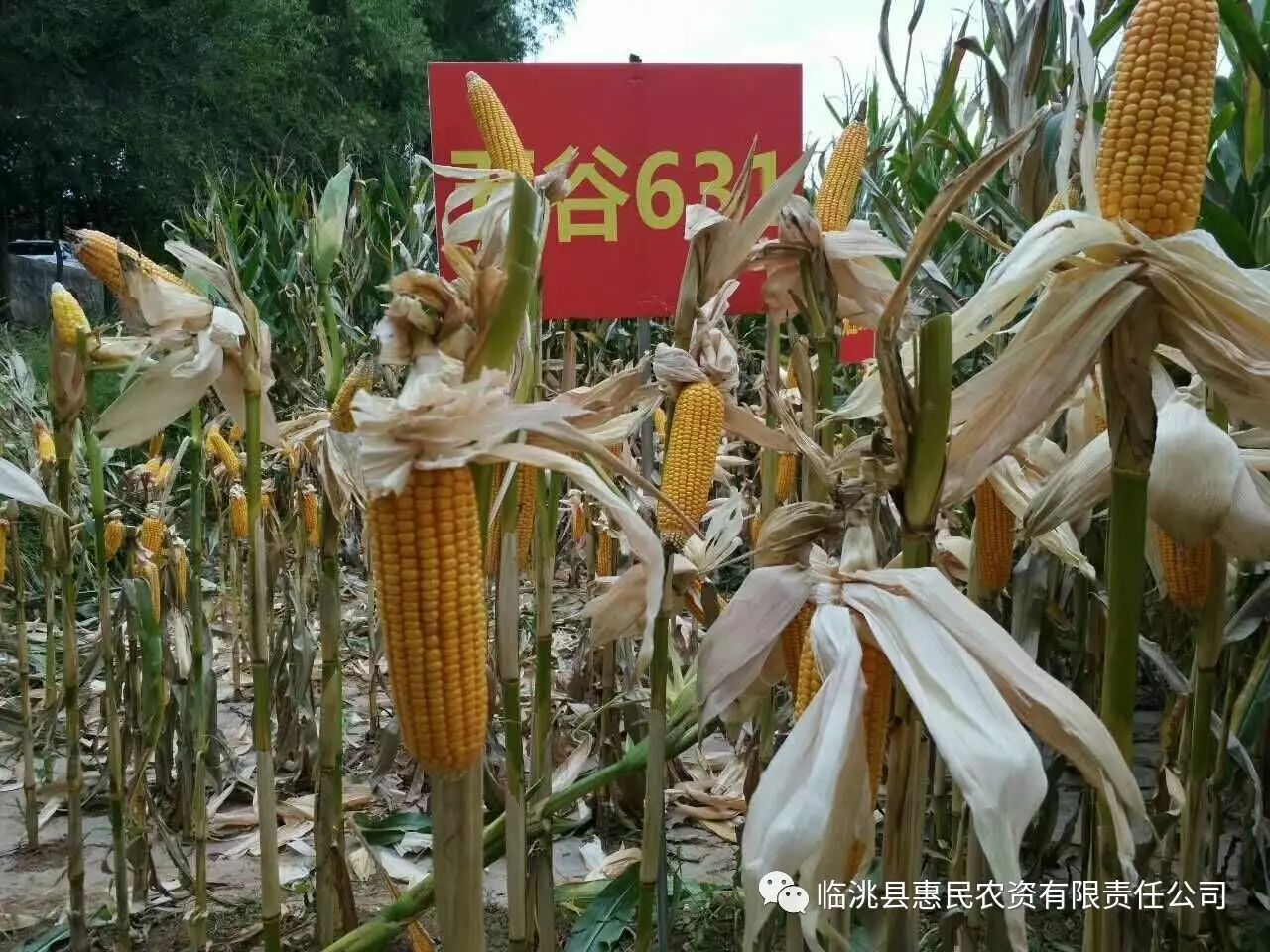 惠民207玉米种子介绍(惠民207玉米种子介绍抗倒伏吗产量咋样)