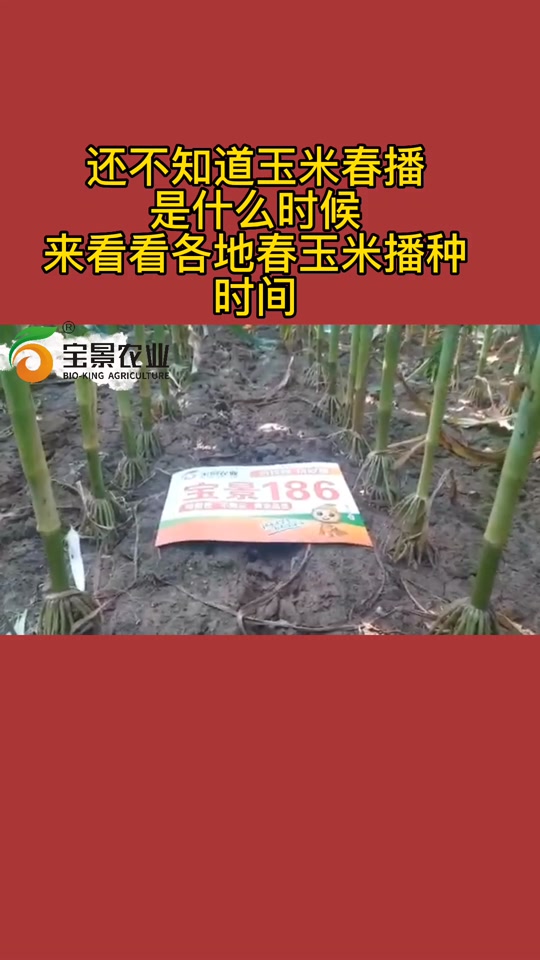 今年春玉米播种时间(2021年春玉米最早播种时间)