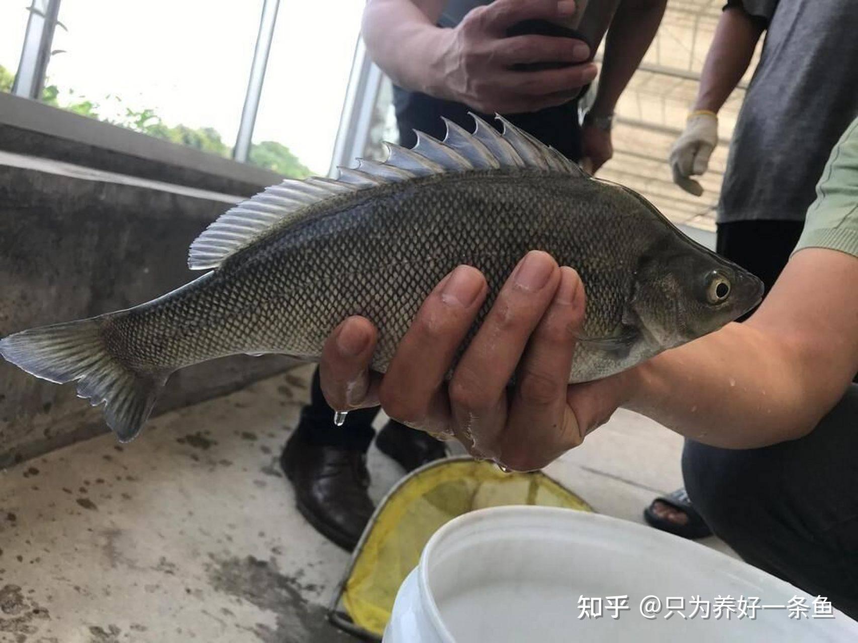 水产养殖赚钱排行榜(水产养殖赚钱排行榜前十名)