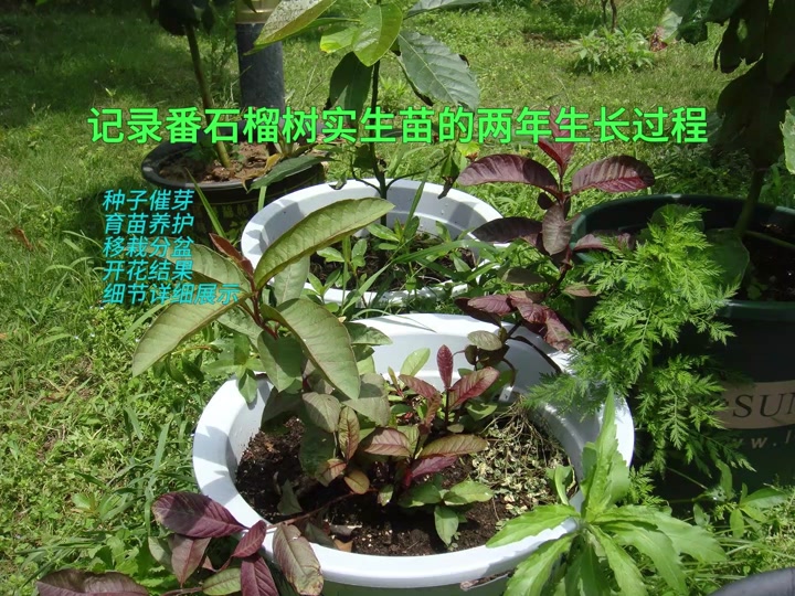 石榴如何育苗(石榴育苗技术视频)