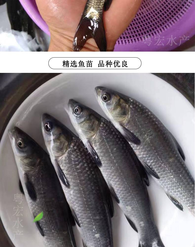 厂家水产养殖(厂家水产养殖合作协议)