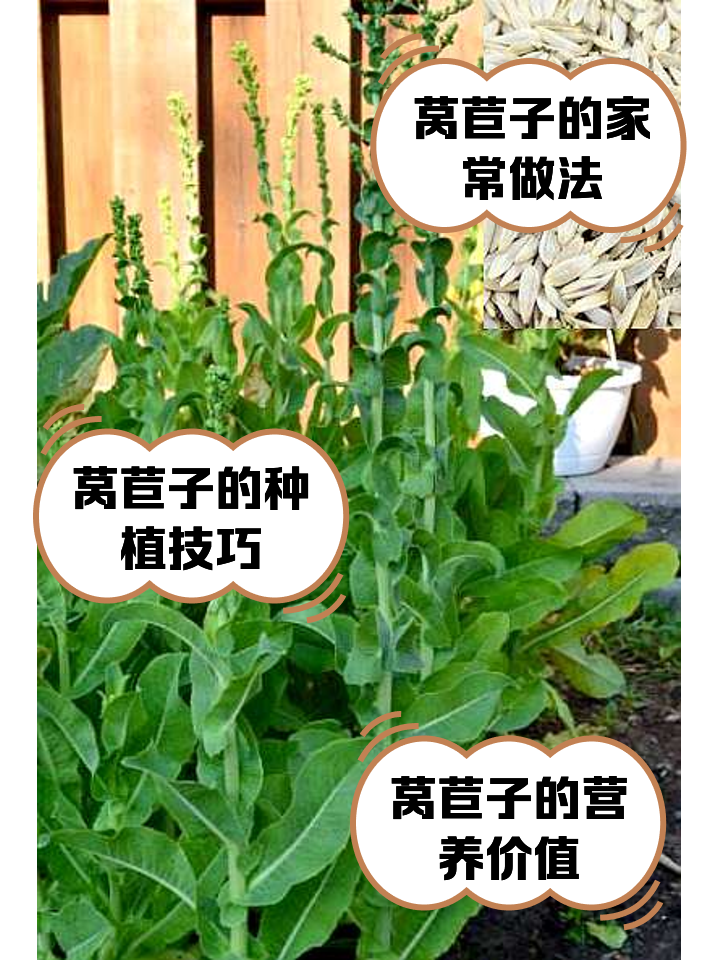 莴苣啥字(莴苣还叫什么菜)