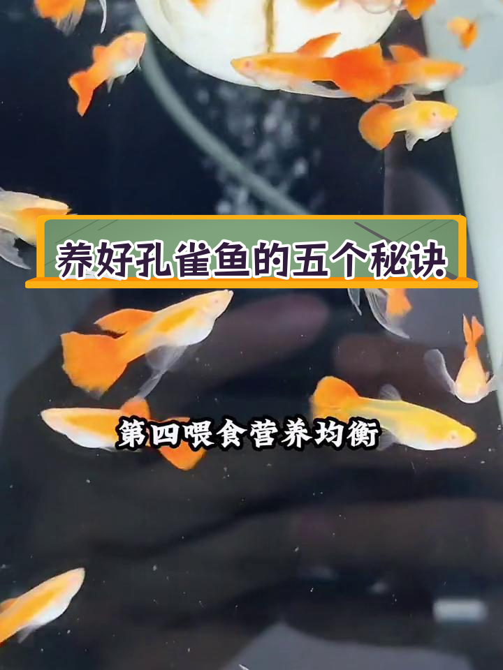 孔雀鱼养殖技术(孔雀鱼养殖技术农广天地)