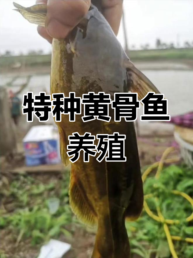 稻田黄骨鱼鱼养殖技术(黄骨鱼一亩田养多少鱼苗好)