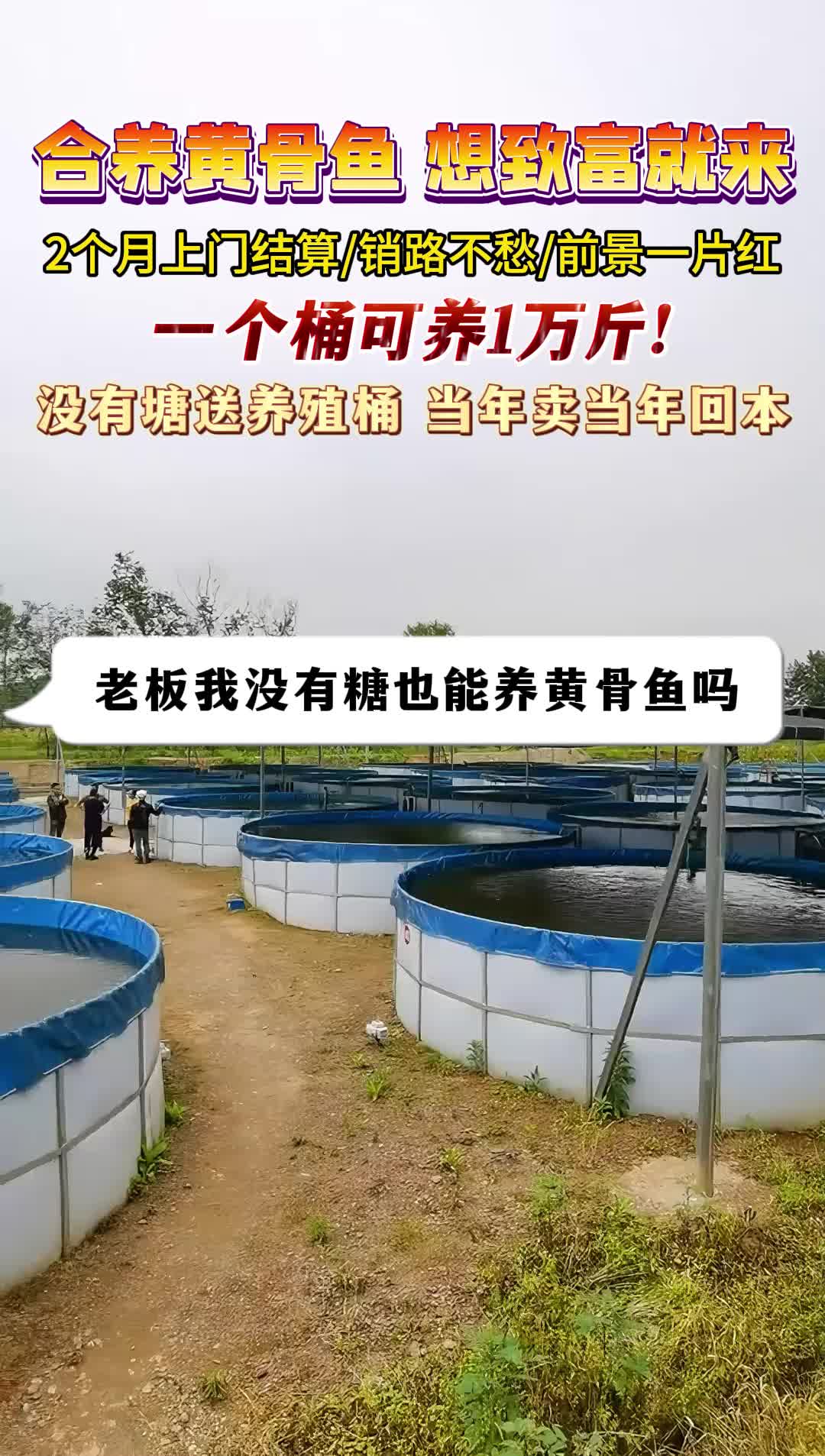 稻田黄骨鱼鱼养殖技术(黄骨鱼一亩田养多少鱼苗好)