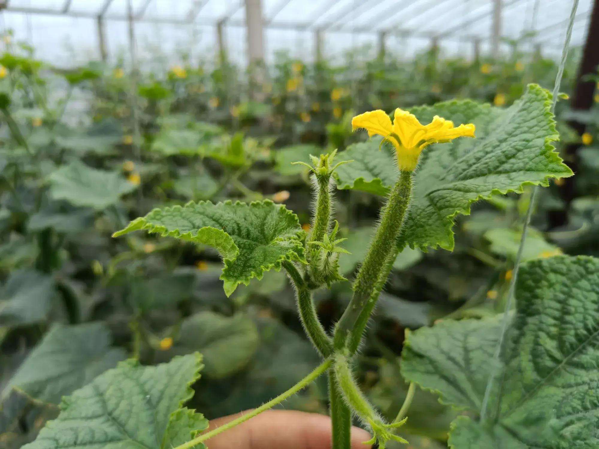 种植黄瓜需要打头吗(种黄瓜要打掉分叉头吗)