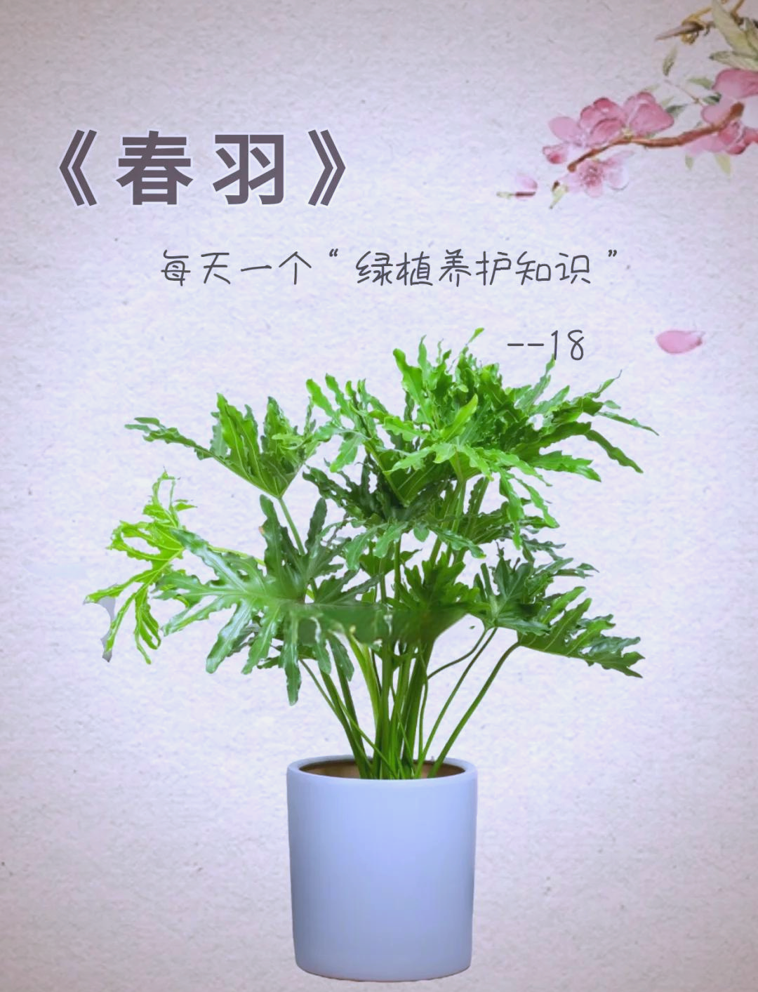 春羽养殖方法(春羽养殖方法注意事项)