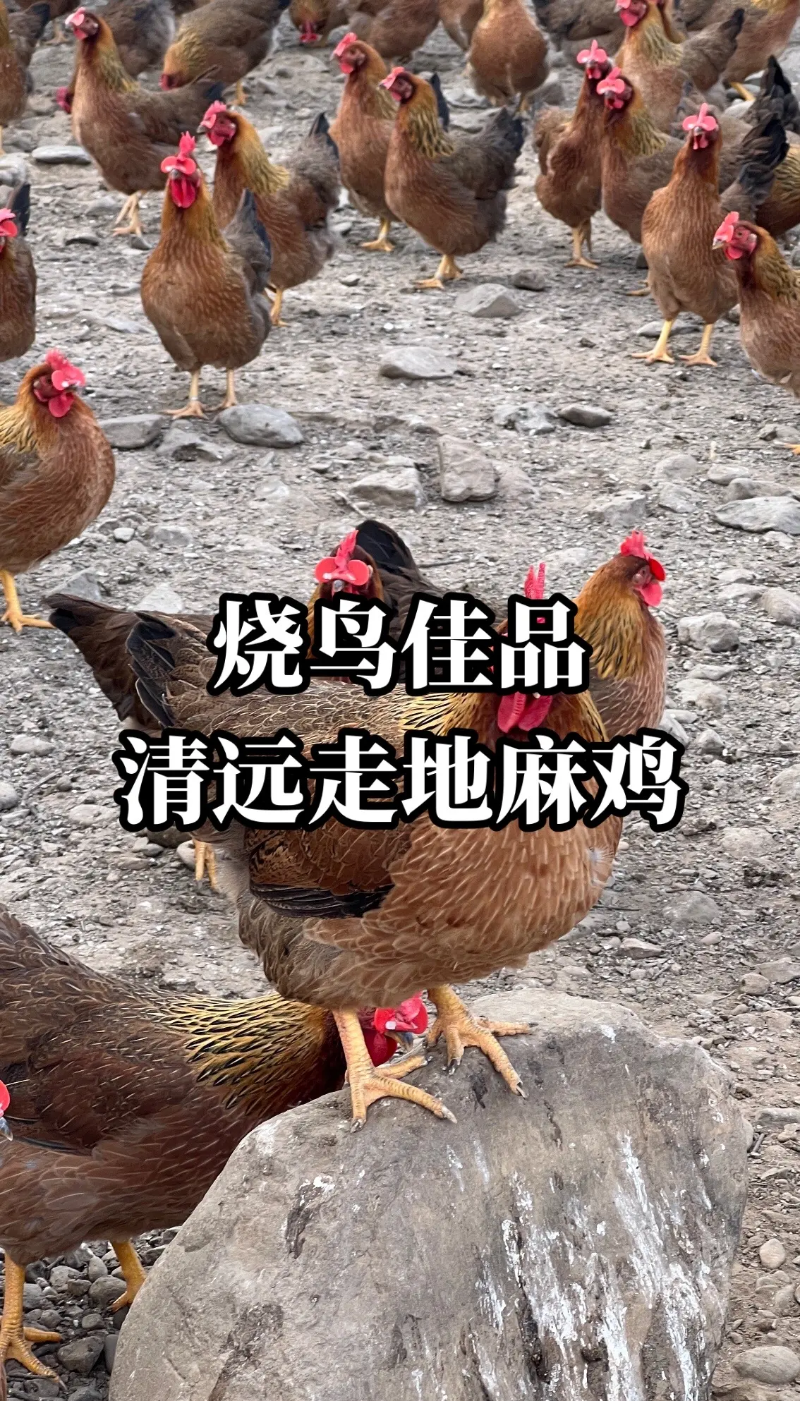 肉鸡养殖有补贴吗(肉鸡补贴政策能拿到吗)