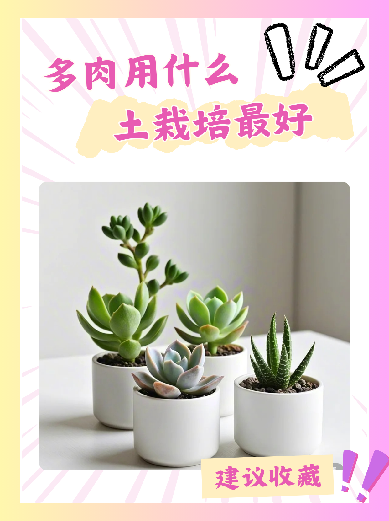 多肉什么时候施肥(多肉什么时候施肥多久施一次)