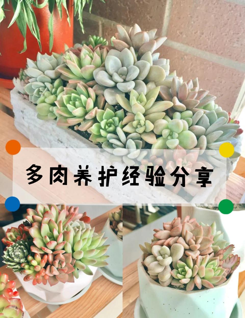 多肉什么时候施肥(多肉什么时候施肥多久施一次)