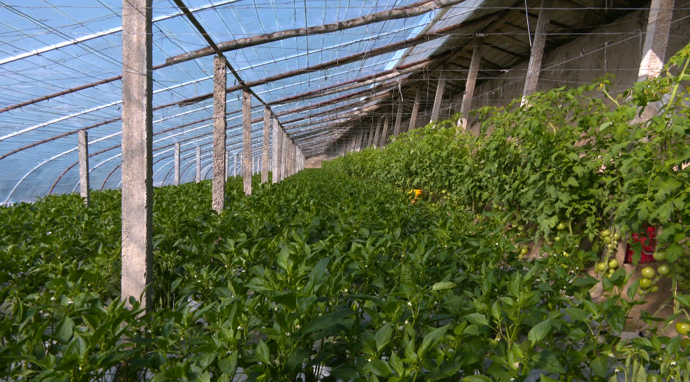 秋冬季大棚辣椒种植(冬季大棚辣椒种植技术培训学校教学)