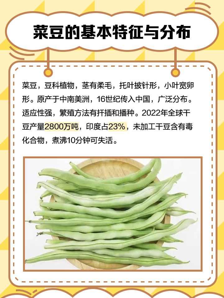 菜豆如何种植高产(菜豆的种植与田间管理)