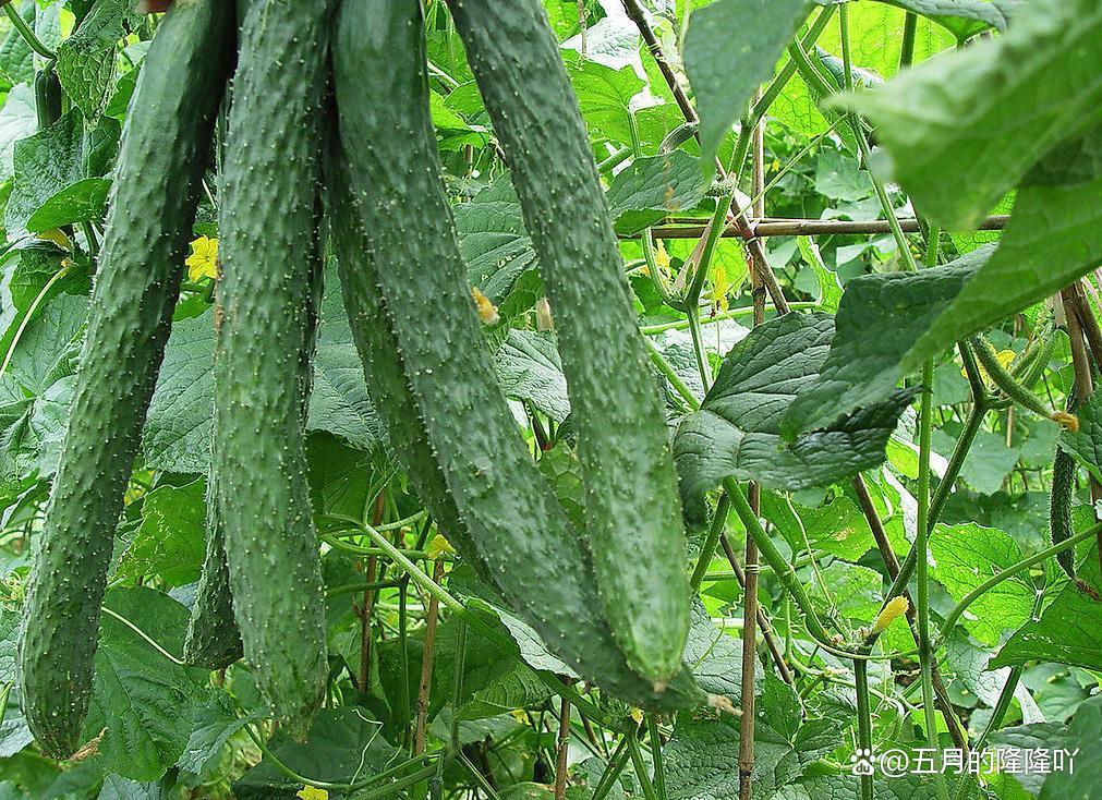 适合夏季种植的青菜(夏季适合种什么青菜?)