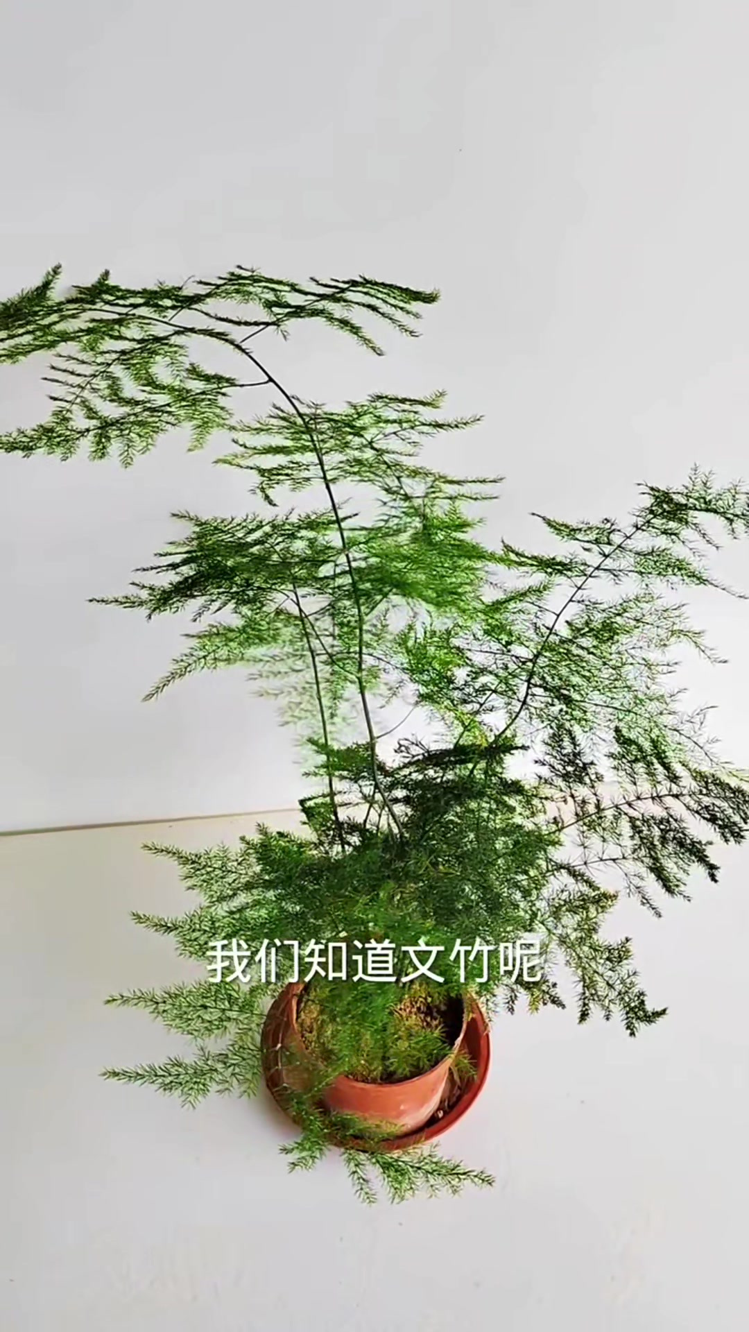 文竹施肥方法(文竹施肥方法视频)