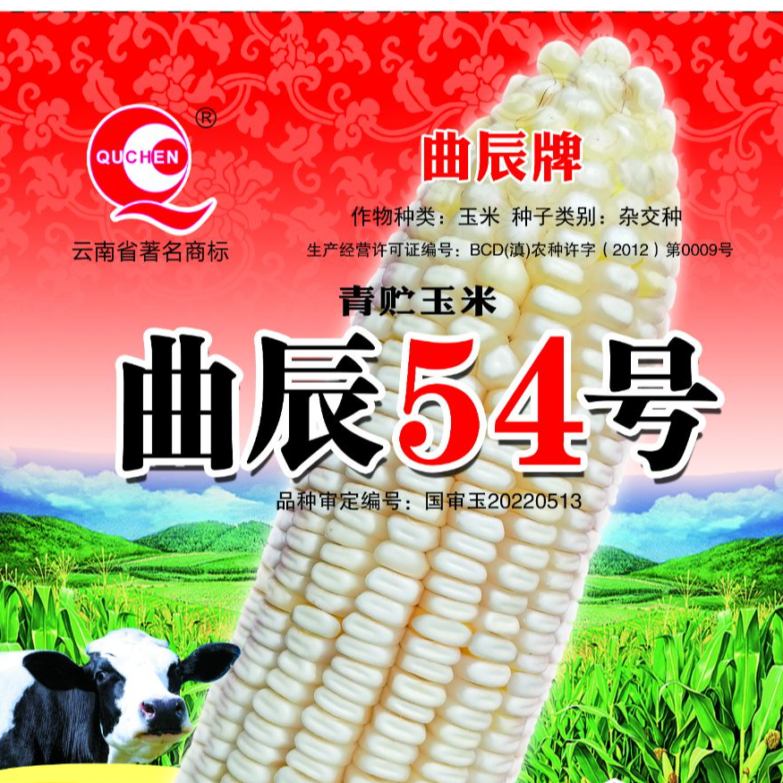 高产的青贮玉米品种(大面积种植的青贮玉米品种)