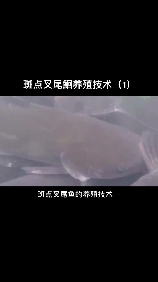 叉尾鱼的养殖技术视频(2021年叉尾鮰鱼养殖模式)