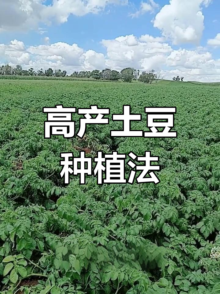 土豆种植的步骤(土豆如何种植方法如下)