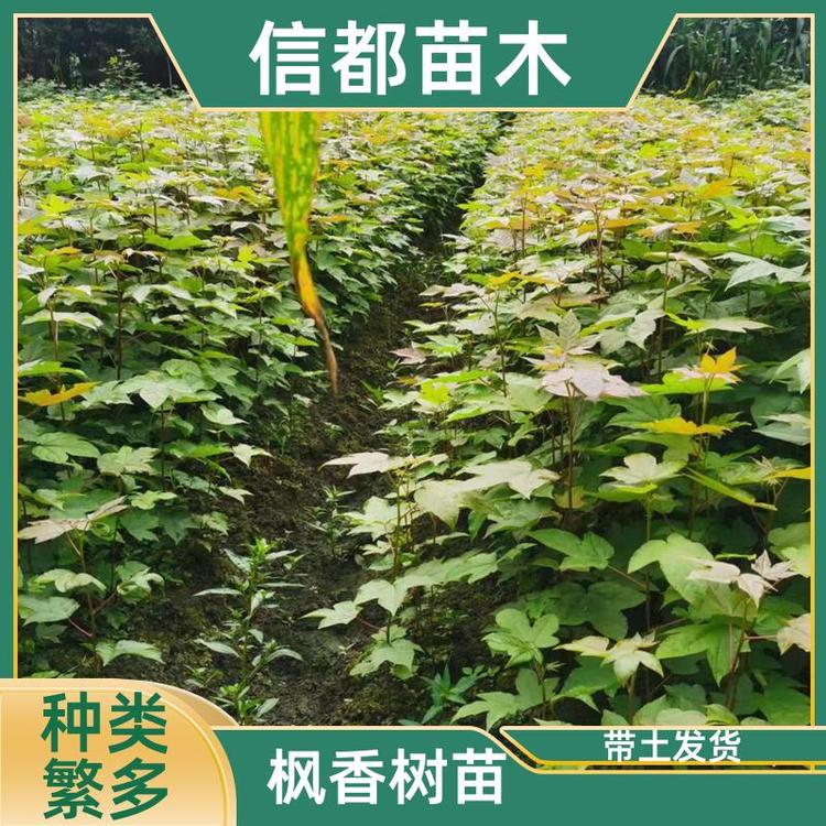 枫香树苗(枫香树苗批发)