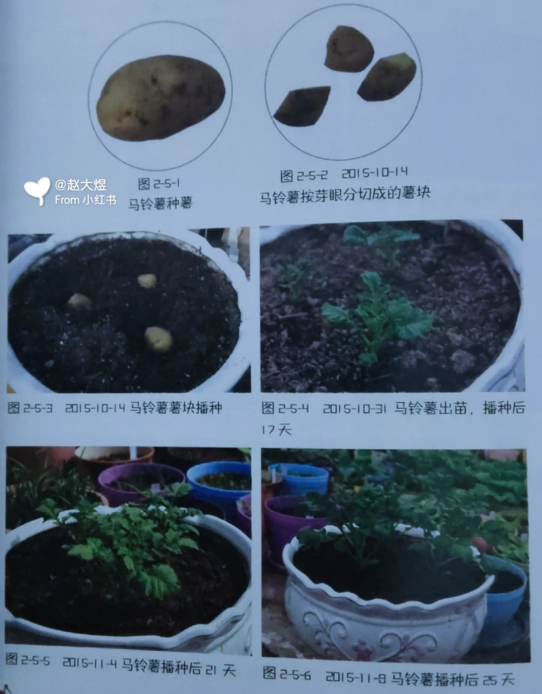 春土豆种植技术与管理(春土豆什么时候种,怎么种有没有什么虫)