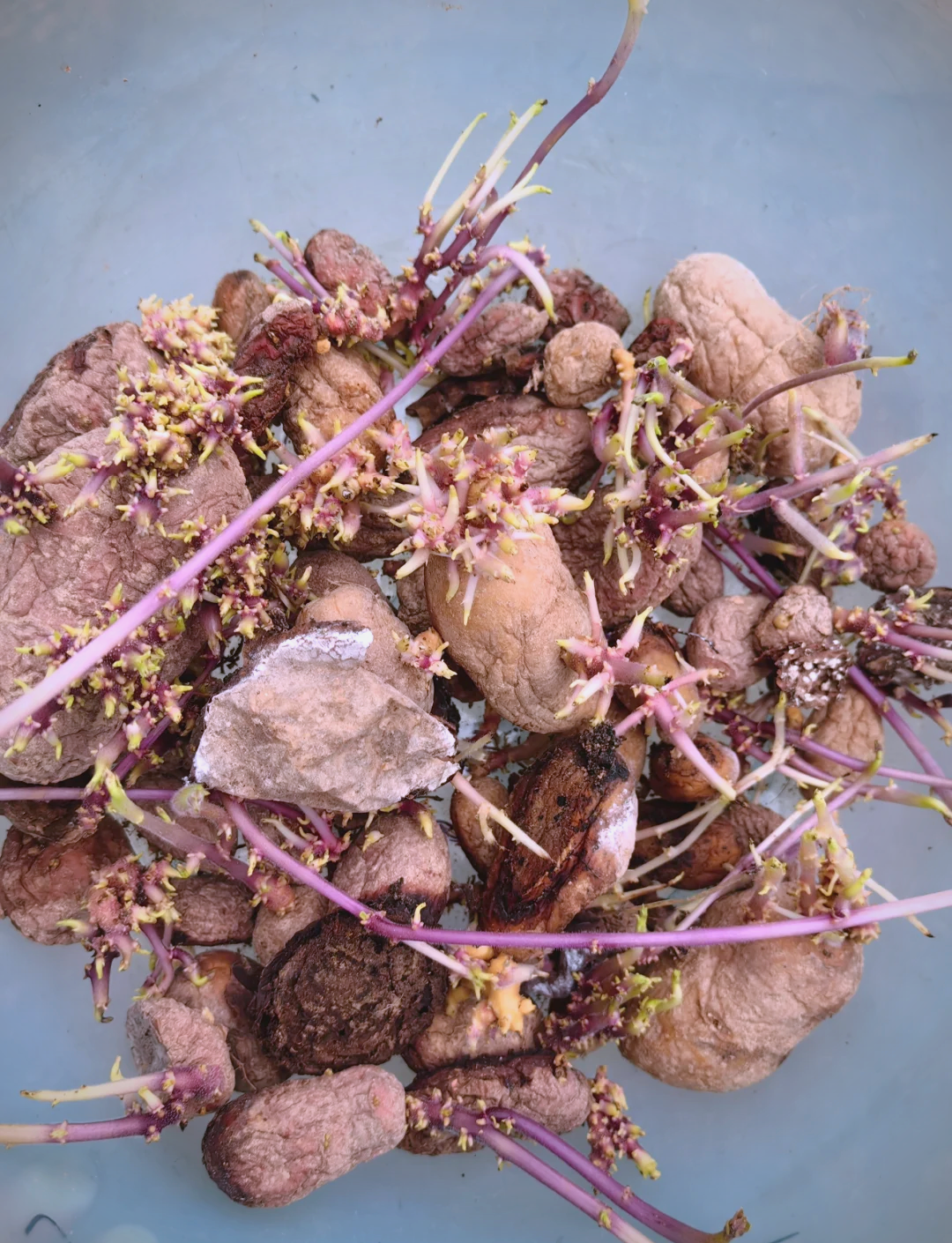 春土豆种植技术与管理(春土豆什么时候种,怎么种有没有什么虫)