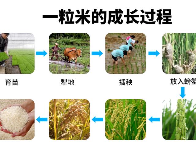 种大米怎么种(种大米怎么种植)