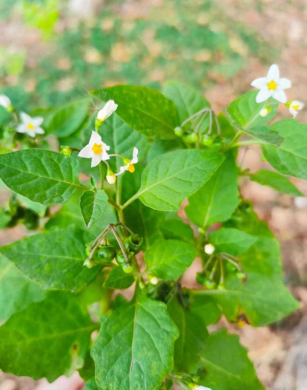 白菜胡萝卜素(白菜胡萝卜素含量)