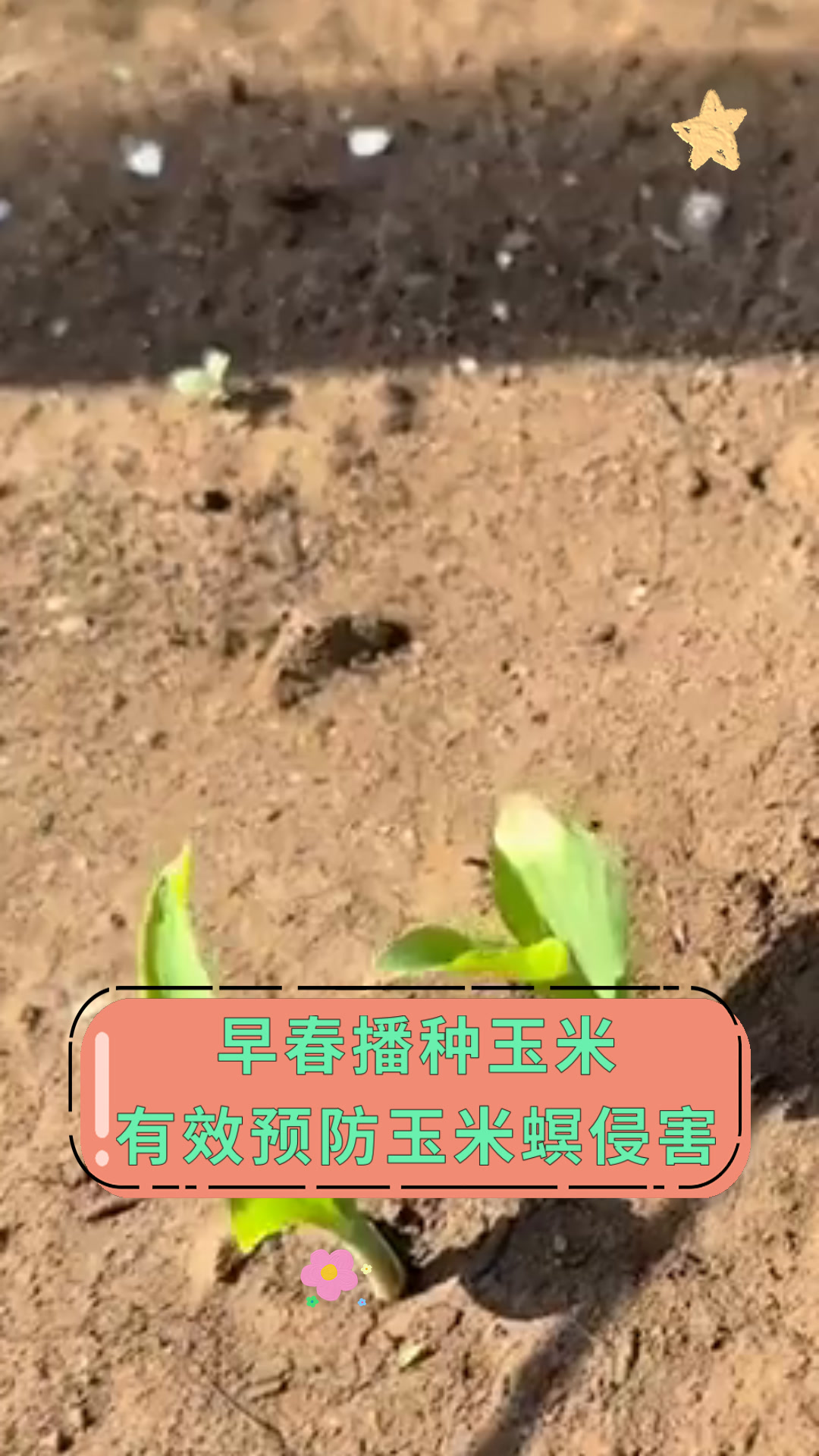 早春玉米的种植方法(早春玉米的种植方法和管理)