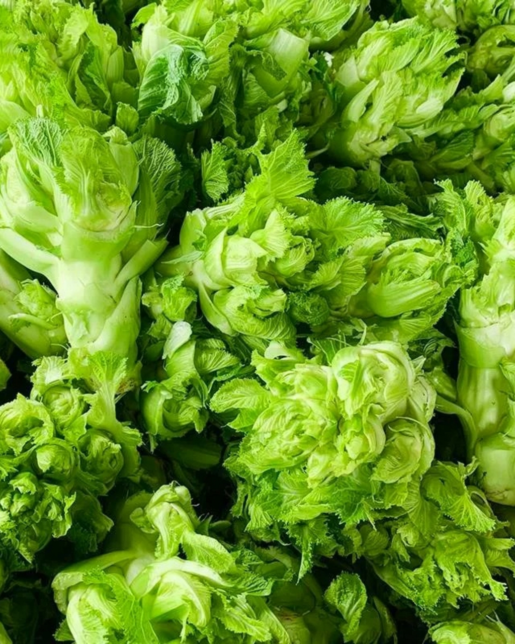 抱子芥菜(抱子芥菜图片)