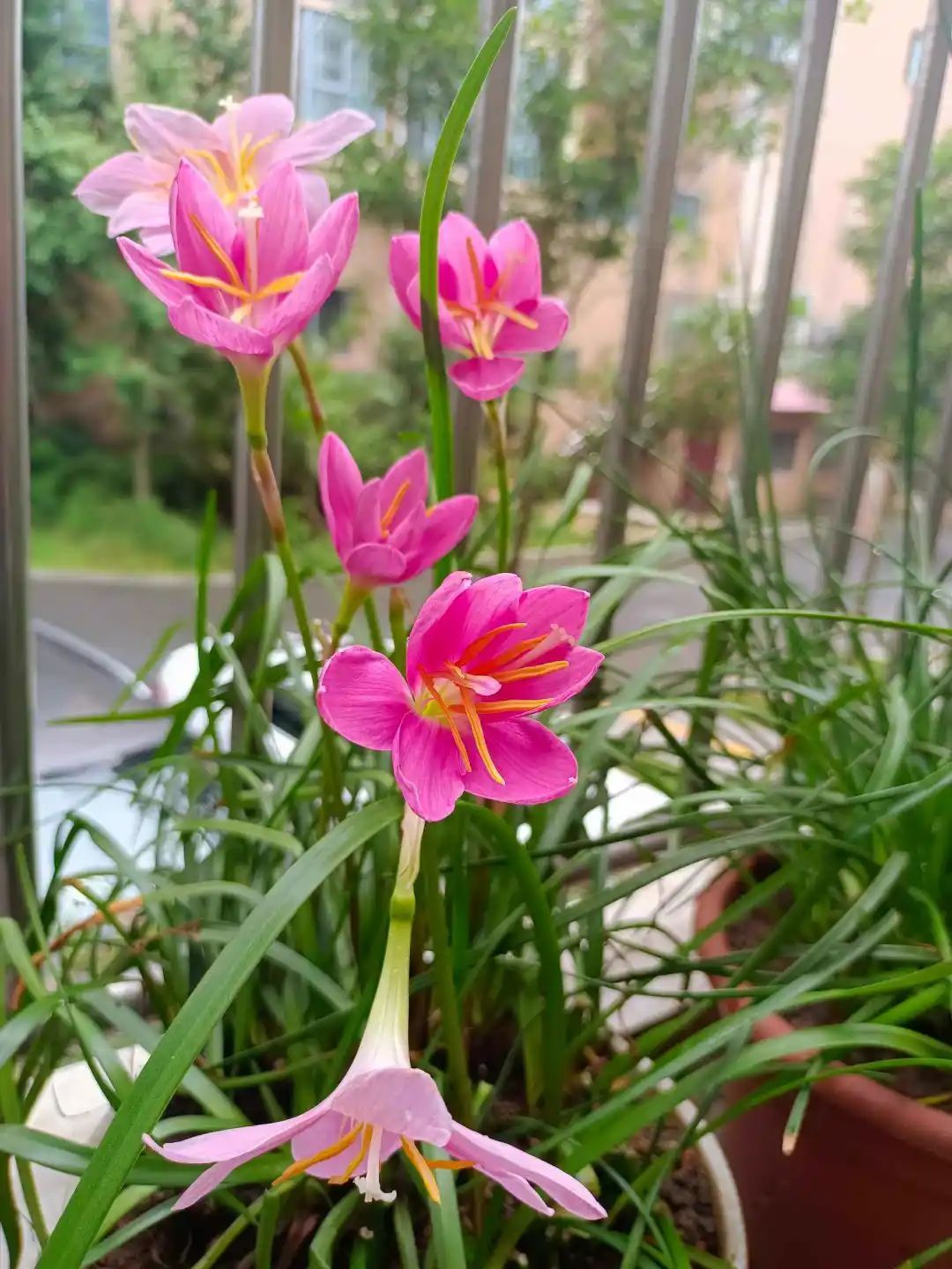 韭莲怎么种(韭菜莲怎么种)