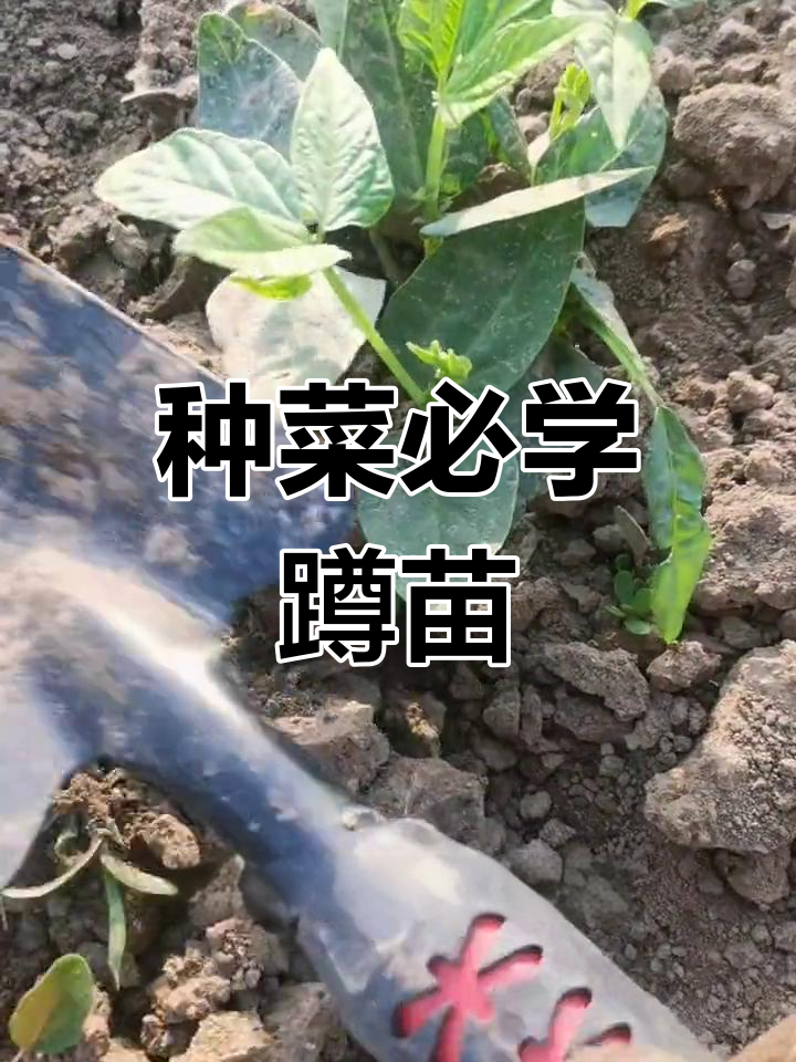 蔬菜种植技巧(蔬菜种植技巧有哪些)