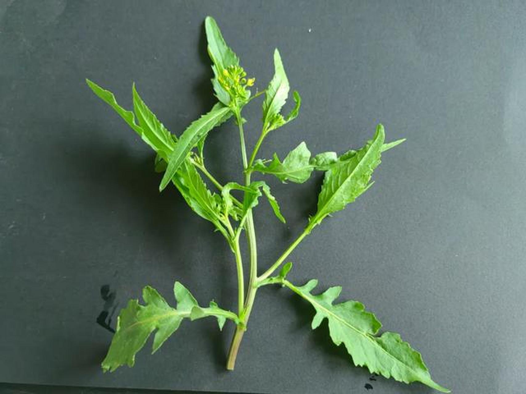 蔊菜种植(蔊菜种植技术)