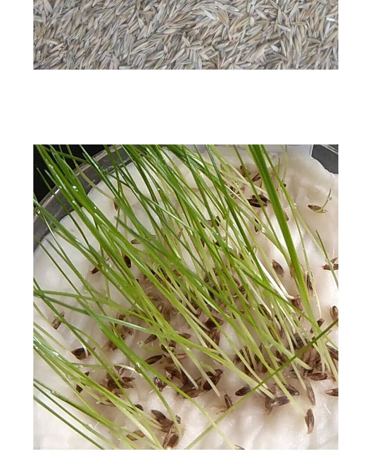 草种怎么播种(草种播种作业步骤有哪些?)