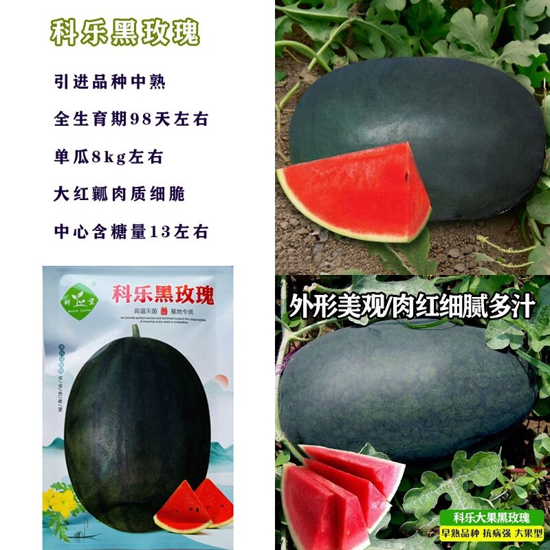 大西瓜种子好的品种(大西瓜种子好的品种是什么)